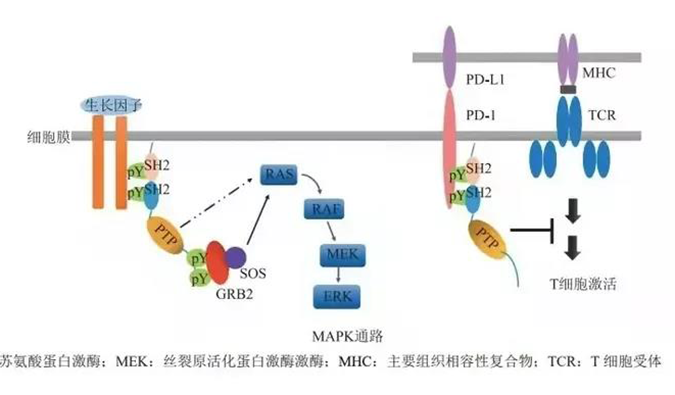 晚期恶性肿瘤患者的福音，SHP2变构抑制剂RG001片获批临床.png