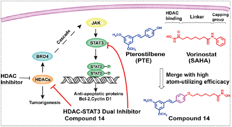 HDAC-BRD4-LIFR-JAK-STAT3信号级联反应.png