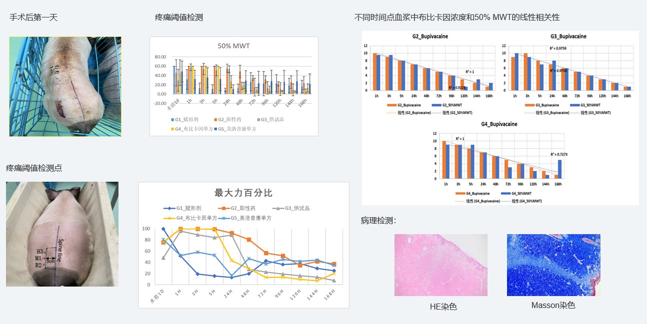 案例1：复方制剂对巴马小型猪术后急性疼痛模型的镇痛试验.jpg